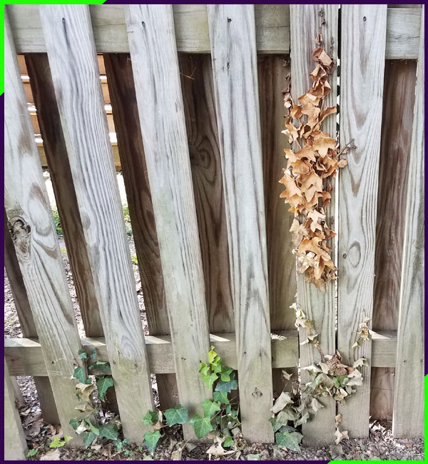 fence with leaves and plants
